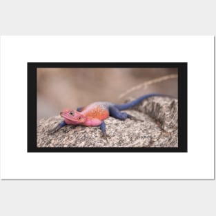 Colourful Lizard in the Serengeti Posters and Art